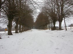 Ein, von Schnee bedeckter Weg, der links und rechts  von Baumreihen umgeben ist.